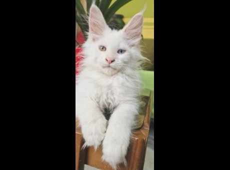 1  maine coon  0725.jpg